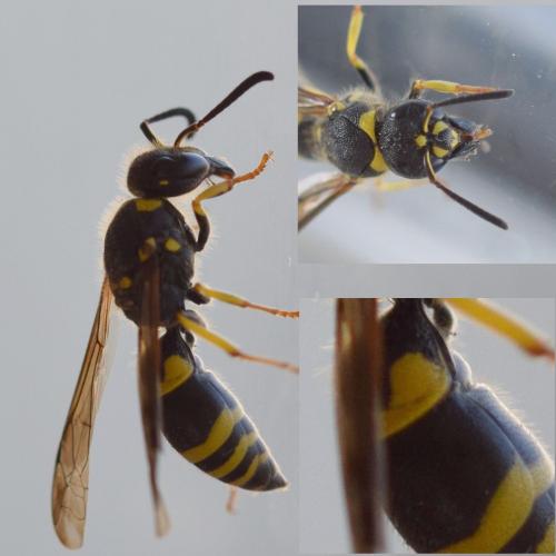 Réf. 311 953 : Ancistrocerus sp.